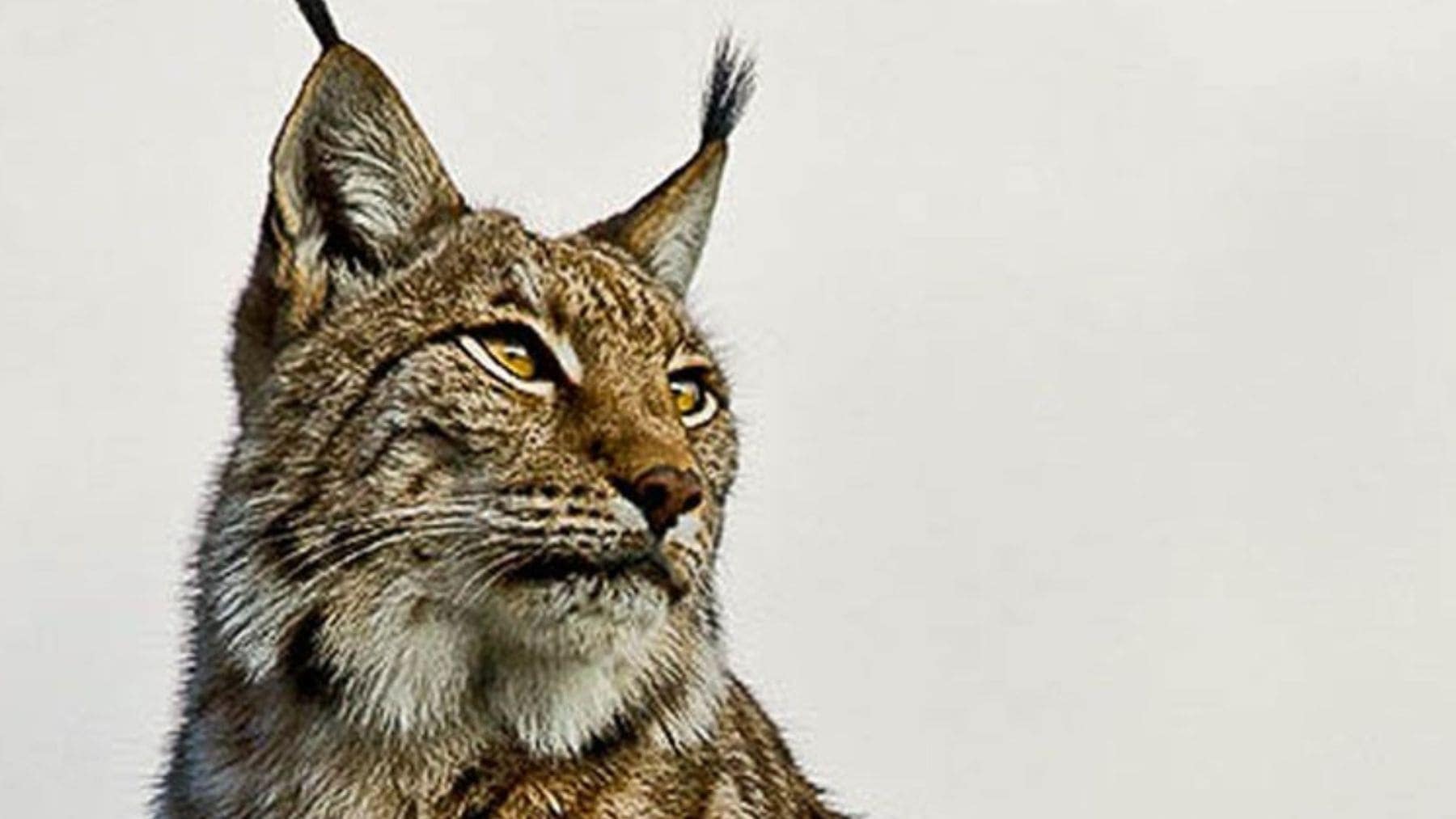 La reconquista del lince ibérico en España es real y estos son los mejores sitios para observarlo con responsabilidad La reconquista del lince ibérico en España es real y estos son los mejores sitios para observarlo con responsabilidad