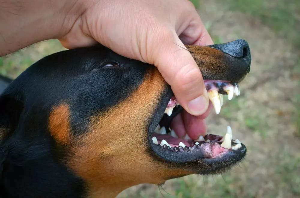 ¿Tu perro tiene pulgas? Las pastillas antiparasitarias son la solución ¿Tu perro tiene pulgas? Las pastillas antiparasitarias son la solución