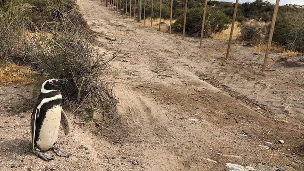Matanza de pingüinos de Magallanes: el juicio por la devastación ambiental de Punta Tombo llega a su etapa final Matanza de pingüinos de Magallanes: el juicio por la devastación ambiental de Punta Tombo llega a su etapa final