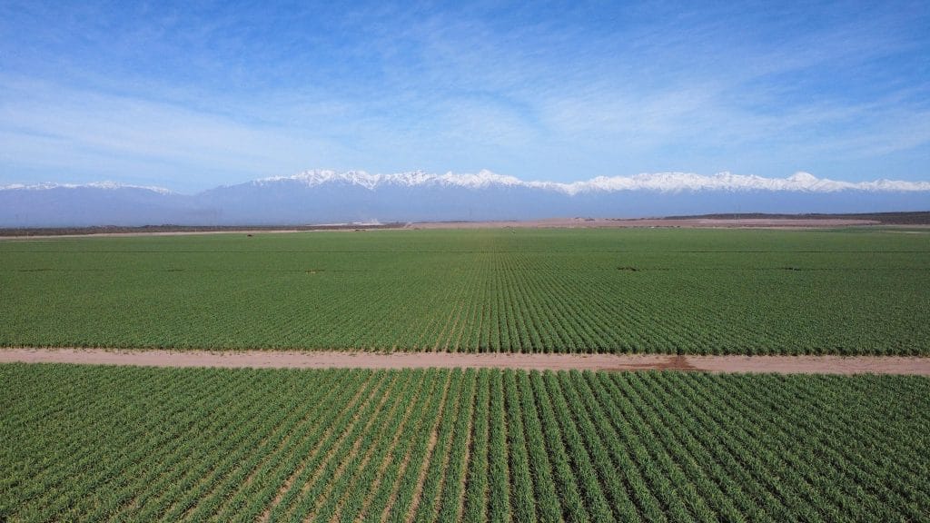 Ajo chino versus ajo argentino: Una pulsada imposible por cantidad y precio, que puso en jaque a la producción nacional, luego de que los orientales lograron entrar al mercado brasileño Ajo chino versus ajo argentino: Una pulsada imposible por cantidad y precio, que puso en jaque a la producción nacional, luego de que los orientales lograron entrar al mercado brasileño