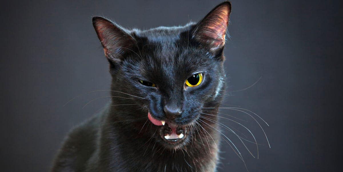 Tradiciones y supersticiones: misterios, creencias y sus orígenes Tradiciones y supersticiones: misterios, creencias y sus orígenes