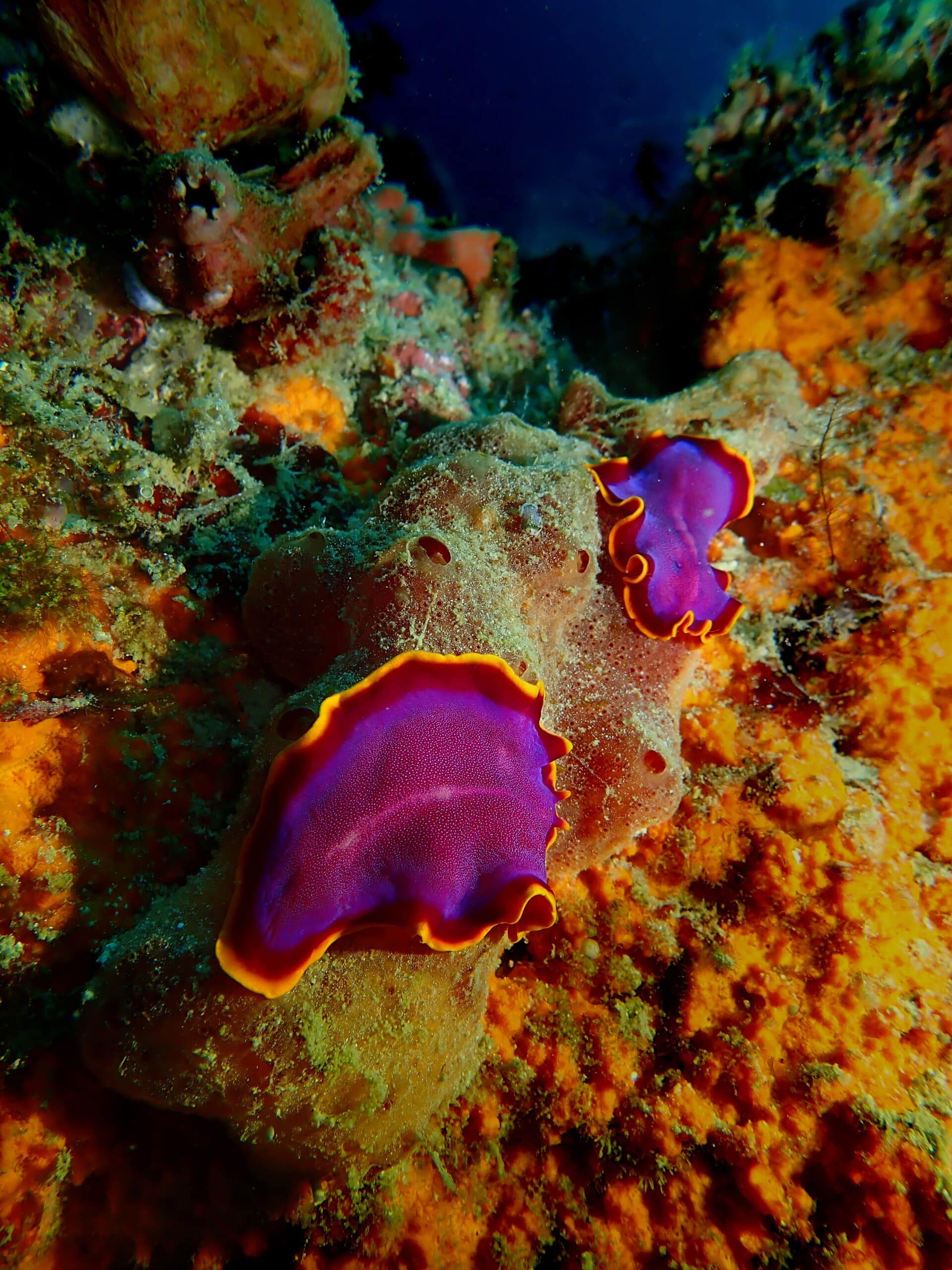 “Penis fencing”: la extraña batalla sexual de los gusanos planos “Penis fencing”: la extraña batalla sexual de los gusanos planos