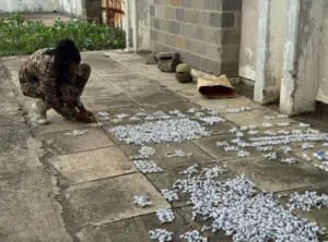 Detuvieron en el aeropuerto de Kenia a un hombre que intentaba traficar más de 2.200 hormigas reinas Detuvieron en el aeropuerto de Kenia a un hombre que intentaba traficar más de 2.200 hormigas reinas